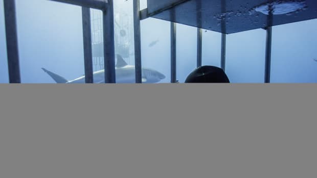 great-white-shark-video.jpg